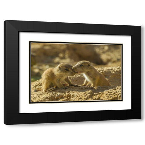 AZ, Sonoran Desert Black-tailed prairie dog Black Modern Wood Framed Art Print with Double Matting by Illg, Cathy and Gordon
