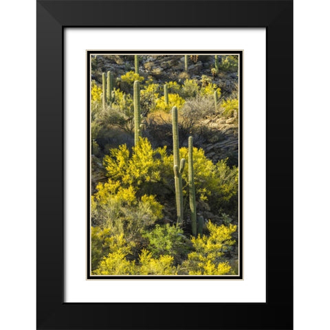 AZ, Coronado NF Saguaro cactus and palo verde Black Modern Wood Framed Art Print with Double Matting by Illg, Cathy and Gordon