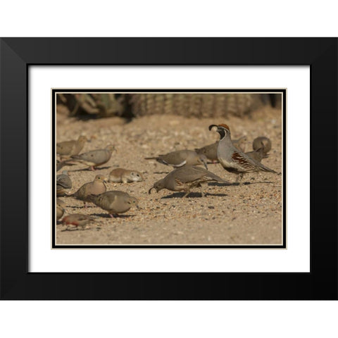 AZ, Sonoran Desert Birds and ground squirrel Black Modern Wood Framed Art Print with Double Matting by Illg, Cathy and Gordon
