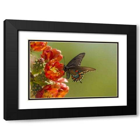 AZ, Sonoran Desert Pipevine swallowtail Black Modern Wood Framed Art Print with Double Matting by Illg, Cathy and Gordon