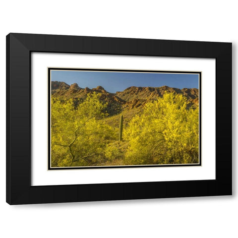 Arizona, Sonoran Desert Saguaro and palo verde Black Modern Wood Framed Art Print with Double Matting by Illg, Cathy and Gordon