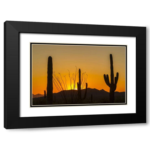 Arizona, Saguaro NP Sunset on desert landscape Black Modern Wood Framed Art Print with Double Matting by Illg, Cathy and Gordon