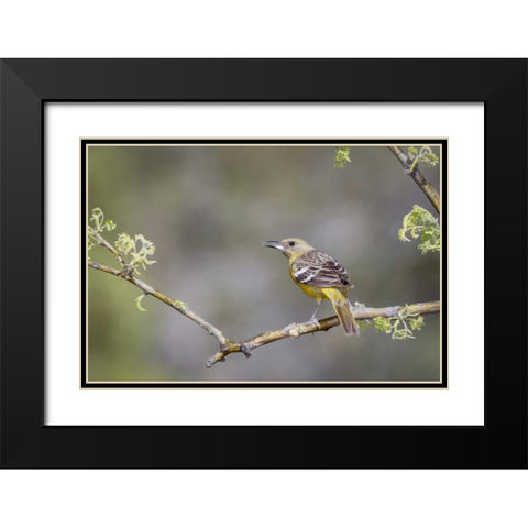 AZ, Santa Rita Mts Scotts oriole on branch Black Modern Wood Framed Art Print with Double Matting by Kaveney, Wendy