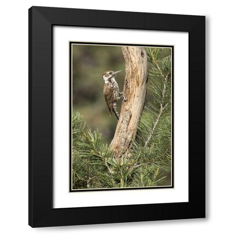 AZ, Santa Rita Mts, AZ, woodpecker on tree trunk Black Modern Wood Framed Art Print with Double Matting by Kaveney, Wendy