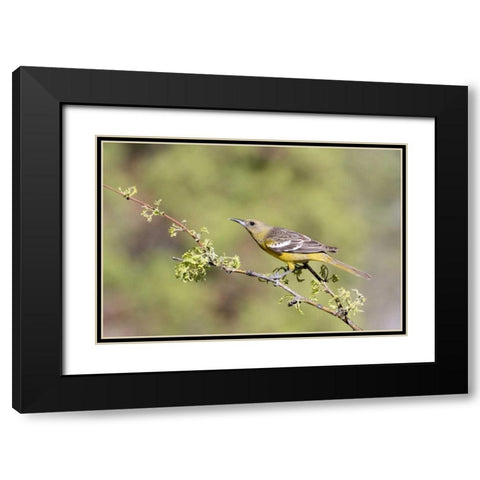 AZ, Santa Rita Mts Female Scotts oriole on tree Black Modern Wood Framed Art Print with Double Matting by Kaveney, Wendy