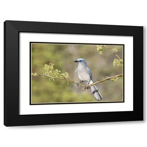 AZ, Santa Rita Mts Mexican jay perched on branch Black Modern Wood Framed Art Print with Double Matting by Kaveney, Wendy