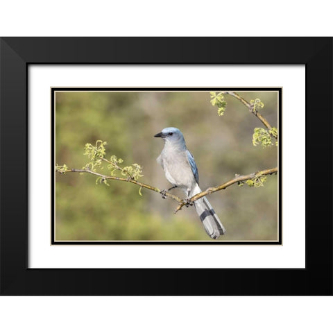 AZ, Santa Rita Mts Mexican jay perched on branch Black Modern Wood Framed Art Print with Double Matting by Kaveney, Wendy