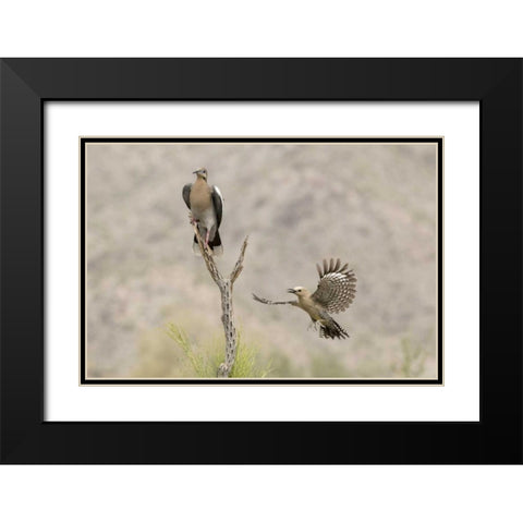 AZ White-winged Dove and gila woodpecker Black Modern Wood Framed Art Print with Double Matting by Kaveney, Wendy