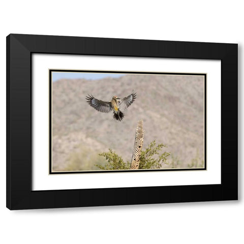 AZ, Buckeye Gila woodpecker on cholla skeleton Black Modern Wood Framed Art Print with Double Matting by Kaveney, Wendy