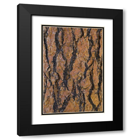 Arizona, Grand Canyon NP Ponderosa pine bark Black Modern Wood Framed Art Print with Double Matting by Delisle, Gilles