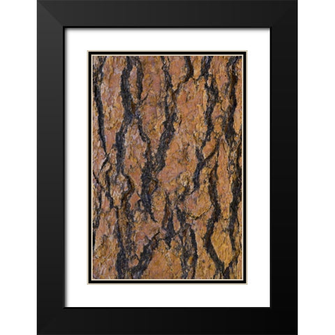 Arizona, Grand Canyon NP Ponderosa pine bark Black Modern Wood Framed Art Print with Double Matting by Delisle, Gilles