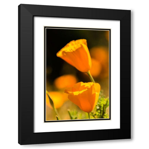 Arizona-Peridot Mesa California poppies in bloom Black Modern Wood Framed Art Print with Double Matting by Jaynes Gallery