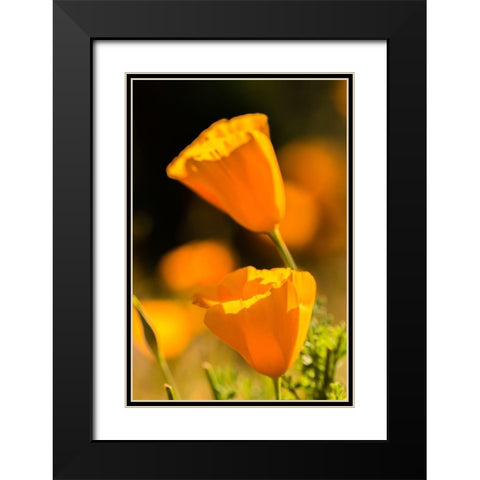 Arizona-Peridot Mesa California poppies in bloom Black Modern Wood Framed Art Print with Double Matting by Jaynes Gallery