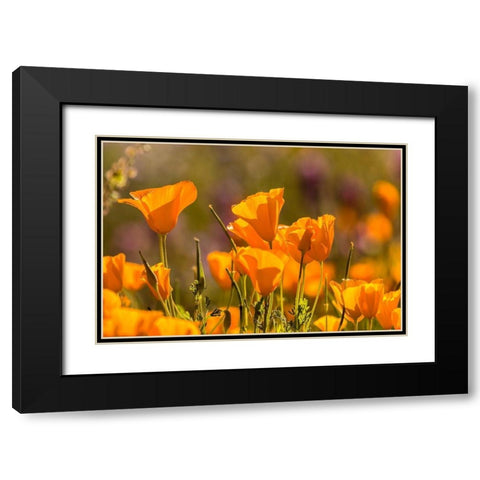 Arizona-Peridot Mesa California poppies in bloom Black Modern Wood Framed Art Print with Double Matting by Jaynes Gallery