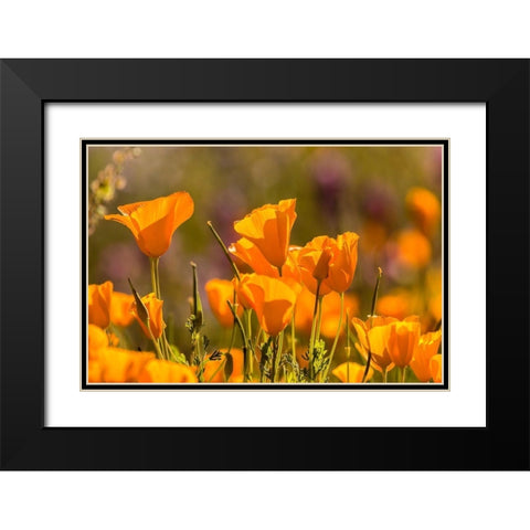Arizona-Peridot Mesa California poppies in bloom Black Modern Wood Framed Art Print with Double Matting by Jaynes Gallery