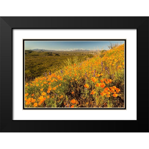 Arizona-Peridot Mesa California poppies in bloom Black Modern Wood Framed Art Print with Double Matting by Jaynes Gallery