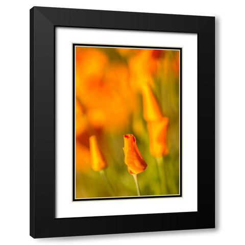 Arizona-Peridot Mesa California poppies in bloom Black Modern Wood Framed Art Print with Double Matting by Jaynes Gallery