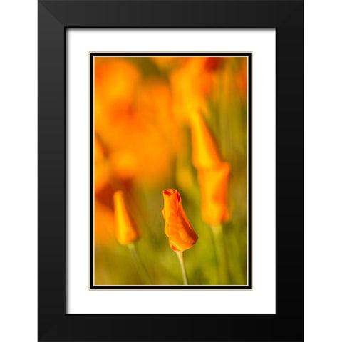 Arizona-Peridot Mesa California poppies in bloom Black Modern Wood Framed Art Print with Double Matting by Jaynes Gallery