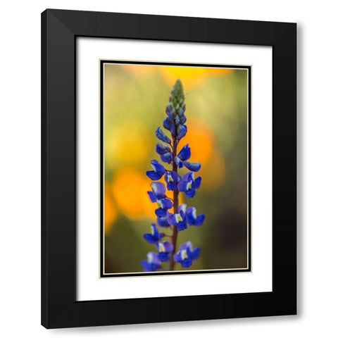 Arizona-Peridot Mesa Lupine blossom close-up Black Modern Wood Framed Art Print with Double Matting by Jaynes Gallery