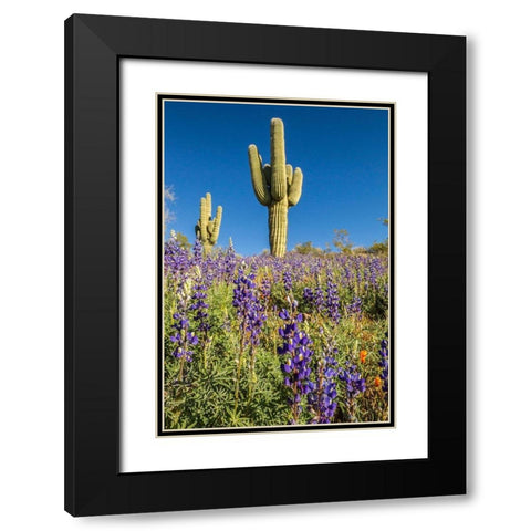 Arizona-Peridot Mesa Saguaro cactus and lupine flowers Black Modern Wood Framed Art Print with Double Matting by Jaynes Gallery