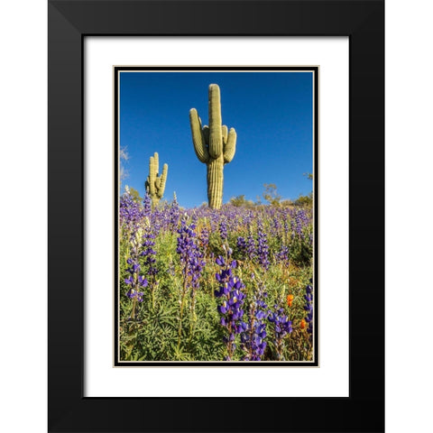 Arizona-Peridot Mesa Saguaro cactus and lupine flowers Black Modern Wood Framed Art Print with Double Matting by Jaynes Gallery