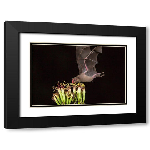 Arizona-Santa Cruz County Bat feeds on yucca nectar  Black Modern Wood Framed Art Print with Double Matting by Jaynes Gallery