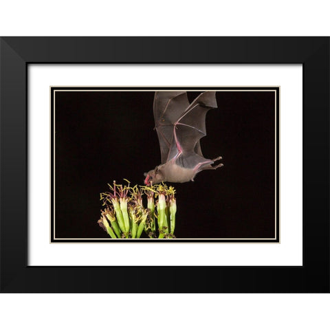 Arizona-Santa Cruz County Bat feeds on yucca nectar  Black Modern Wood Framed Art Print with Double Matting by Jaynes Gallery