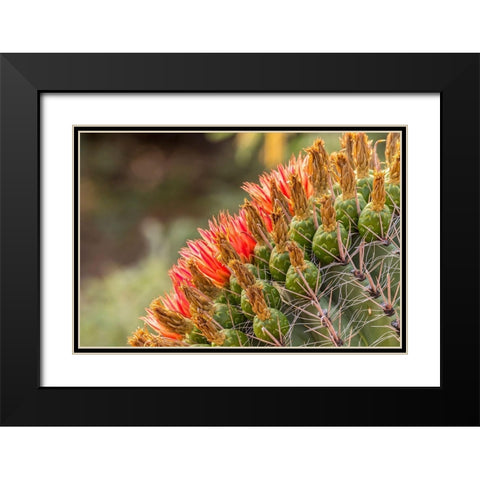 Arizona-Santa Cruz County Barrel cactus blossoms close-up  Black Modern Wood Framed Art Print with Double Matting by Jaynes Gallery