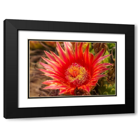 Arizona-Santa Cruz County Barrel cactus blossom and close-up  Black Modern Wood Framed Art Print with Double Matting by Jaynes Gallery