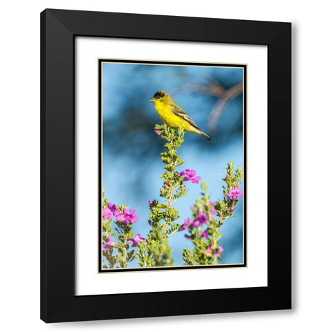 Arizona-Santa Cruz County Lesser goldfinch on flower  Black Modern Wood Framed Art Print with Double Matting by Jaynes Gallery