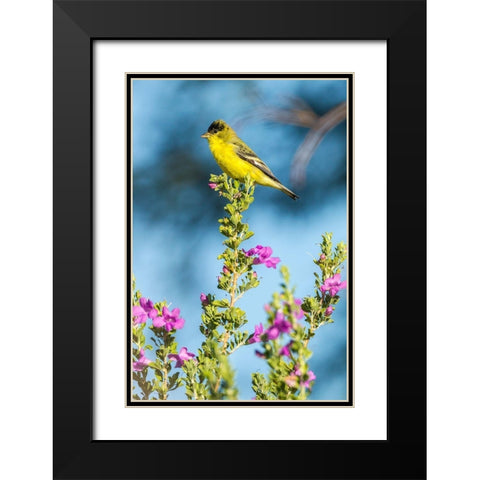 Arizona-Santa Cruz County Lesser goldfinch on flower  Black Modern Wood Framed Art Print with Double Matting by Jaynes Gallery