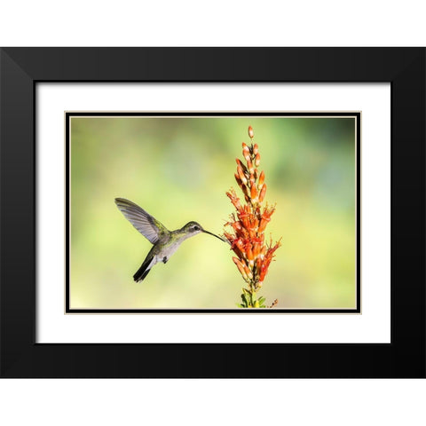 Arizona-Santa Cruz County Broad-billed hummingbird feeding on ocotillo blossoms  Black Modern Wood Framed Art Print with Double Matting by Jaynes Gallery