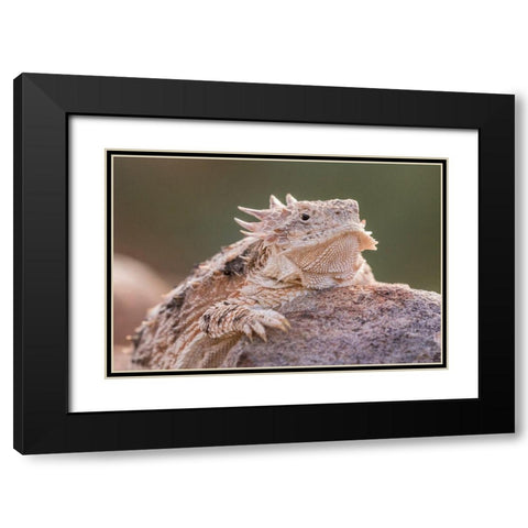 Arizona-Santa Cruz County Regal horned lizard on rock  Black Modern Wood Framed Art Print with Double Matting by Jaynes Gallery