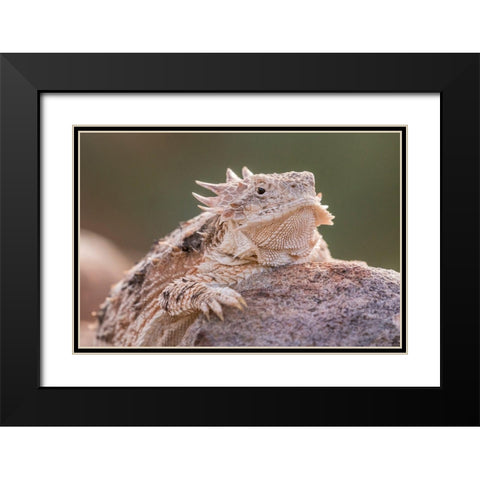 Arizona-Santa Cruz County Regal horned lizard on rock  Black Modern Wood Framed Art Print with Double Matting by Jaynes Gallery