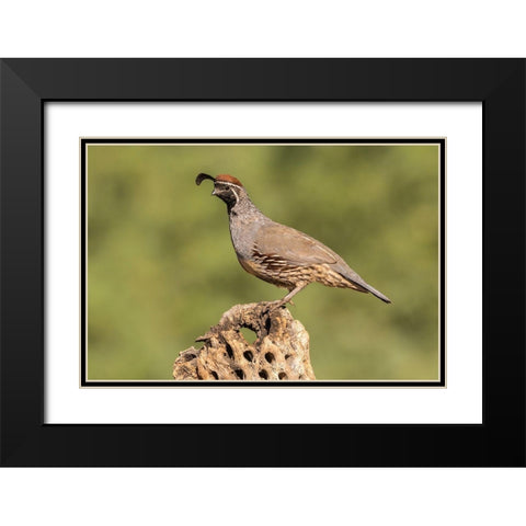 Arizona-Santa Cruz County Male Gambels quail on cactus skeleton  Black Modern Wood Framed Art Print with Double Matting by Jaynes Gallery