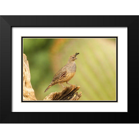 Arizona-Santa Cruz County Gambels quail female on stump  Black Modern Wood Framed Art Print with Double Matting by Jaynes Gallery