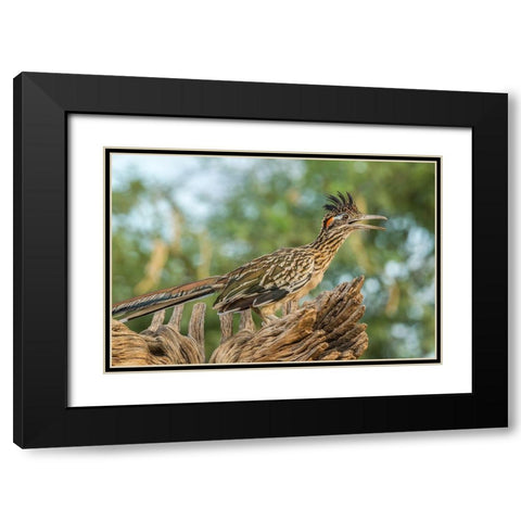Arizona-Santa Cruz County Roadrunner on stump  Black Modern Wood Framed Art Print with Double Matting by Jaynes Gallery