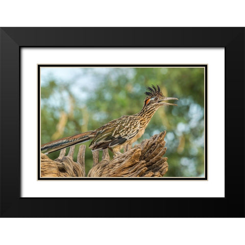 Arizona-Santa Cruz County Roadrunner on stump  Black Modern Wood Framed Art Print with Double Matting by Jaynes Gallery