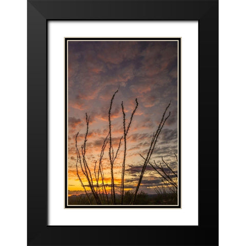 Arizona-Santa Cruz County Silhouette of ocotillo cactus at sunset  Black Modern Wood Framed Art Print with Double Matting by Jaynes Gallery