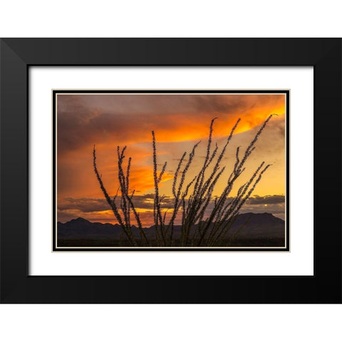 Arizona-Santa Cruz County Santa Rita Mountains and ocotillo cactus at sunset  Black Modern Wood Framed Art Print with Double Matting by Jaynes Gallery