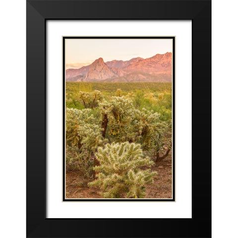 Arizona-Santa Cruz County Santa Rita Mountains and cholla cactus at sunset  Black Modern Wood Framed Art Print with Double Matting by Jaynes Gallery