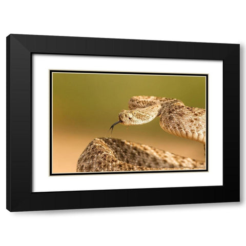 Arizona-Santa Cruz County Close-up of coiled western diamondback rattlesnake  Black Modern Wood Framed Art Print with Double Matting by Jaynes Gallery