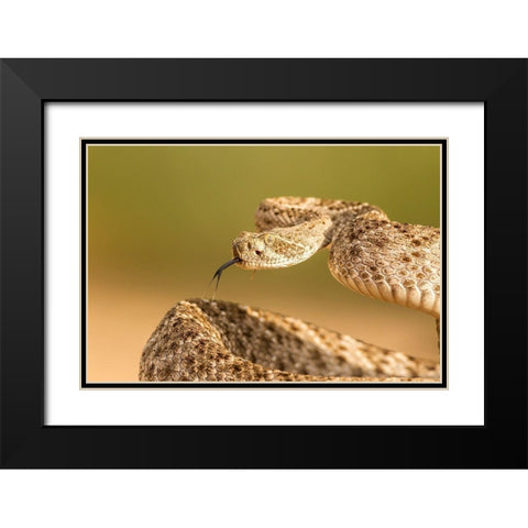 Arizona-Santa Cruz County Close-up of coiled western diamondback rattlesnake  Black Modern Wood Framed Art Print with Double Matting by Jaynes Gallery