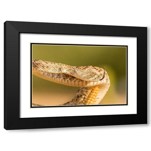 Arizona-Santa Cruz County Close-up of coiled western diamondback rattlesnake  Black Modern Wood Framed Art Print with Double Matting by Jaynes Gallery