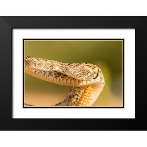 Arizona-Santa Cruz County Close-up of coiled western diamondback rattlesnake  Black Modern Wood Framed Art Print with Double Matting by Jaynes Gallery