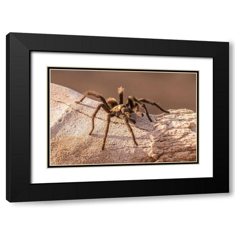 Arizona-Santa Cruz County Close-up of tarantula  Black Modern Wood Framed Art Print with Double Matting by Jaynes Gallery