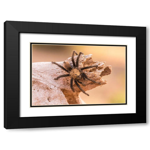 Arizona-Santa Cruz County Close-up of tarantula  Black Modern Wood Framed Art Print with Double Matting by Jaynes Gallery