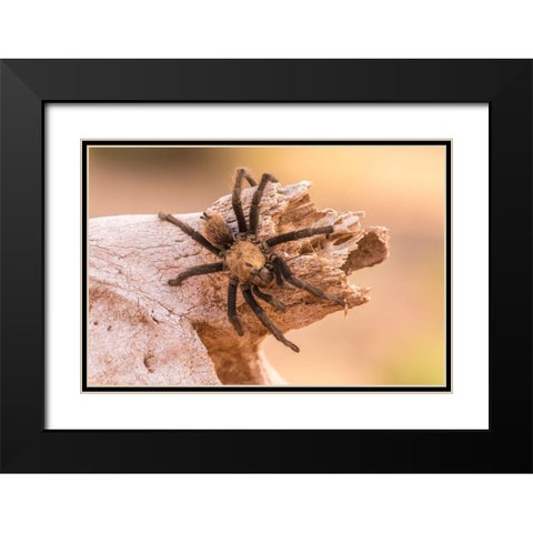 Arizona-Santa Cruz County Close-up of tarantula  Black Modern Wood Framed Art Print with Double Matting by Jaynes Gallery