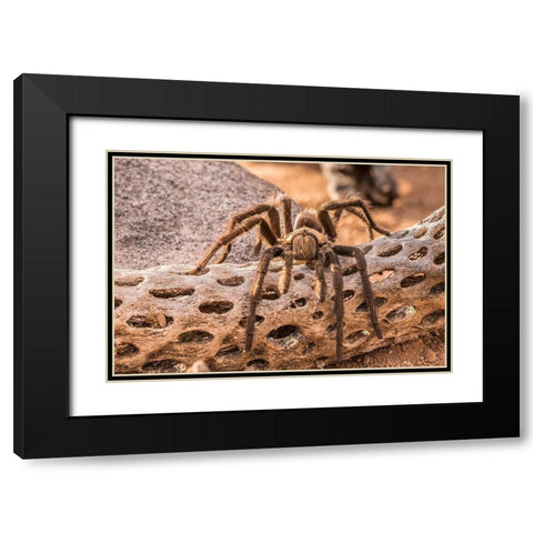 Arizona-Santa Cruz County Close-up of tarantula  Black Modern Wood Framed Art Print with Double Matting by Jaynes Gallery