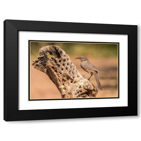 Arizona-Santa Cruz County Curve-billed thrasher feeding  Black Modern Wood Framed Art Print with Double Matting by Jaynes Gallery
